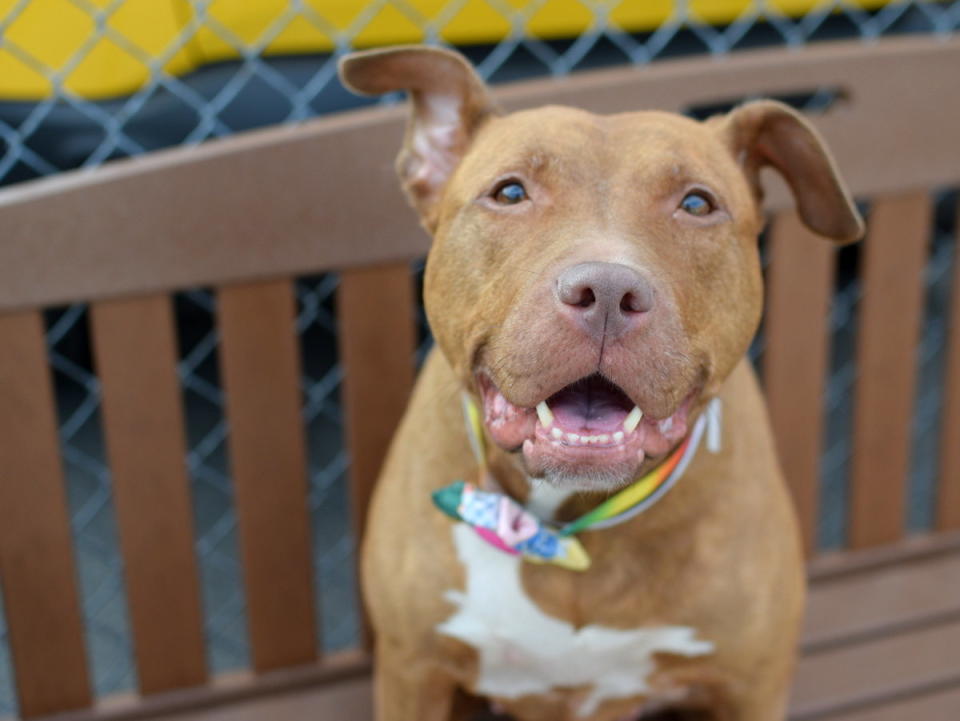 <p>Cheese is a&nbsp;quiet, easygoing doggie who is very easy to walk on a leash.</p> <p>She's available for adoption through the <a href="https://www.facebook.com/NYCACC">Animal Care Centers of &nbsp;NYC</a>. <a href="http://www.adoptapet.com/pet/13660341-new-york-new-york-pit-bull-terrier-mix">Here's Cheese's adoption listing</a>.</p>