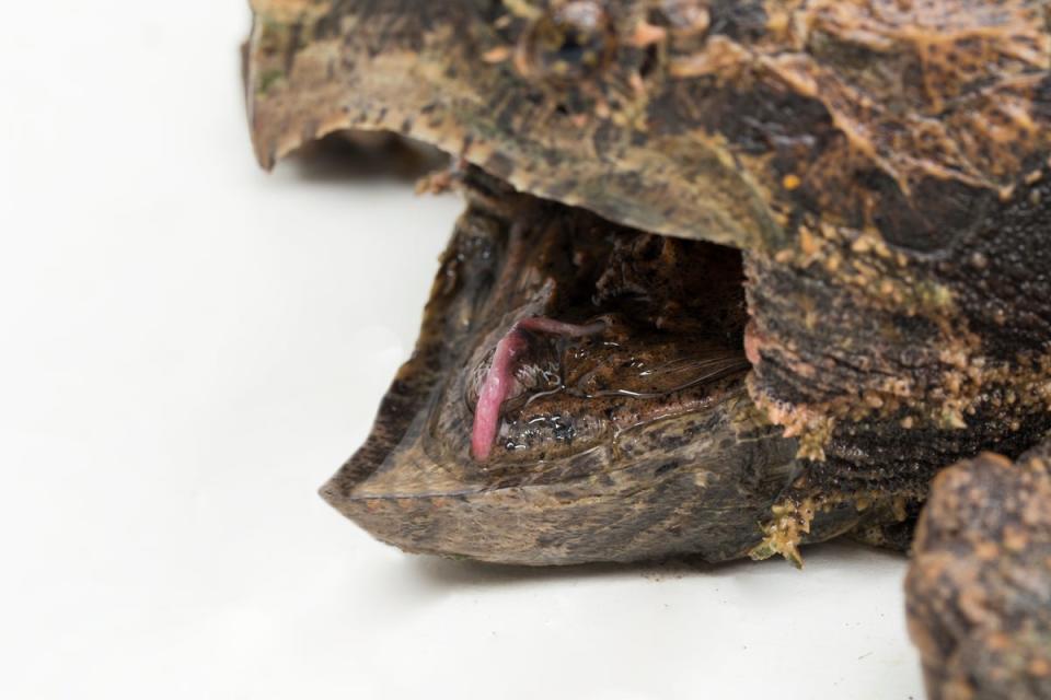 Alligator snapping turtles are not known to attack people, but their bite force is so powerful it can snap through bone (Getty Images)