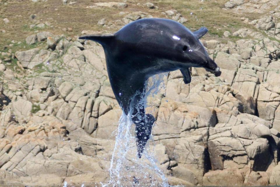 Footage shows a pod of dolphins jumping for joy off the Cornish coast. (Amber Trenberth / SWNS.com)