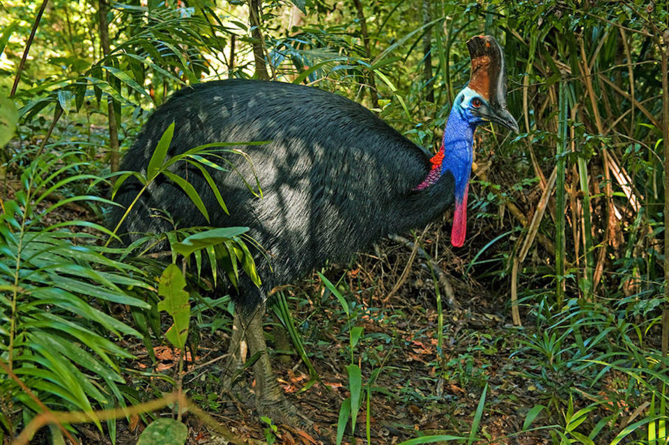 The modern cassowary bird (<i>Casuarius unappendiculatus</i>) is native to Australia and New Guinea. <cite>Kevin Schafer/Evolve/Photoshot/Zuma</cite>