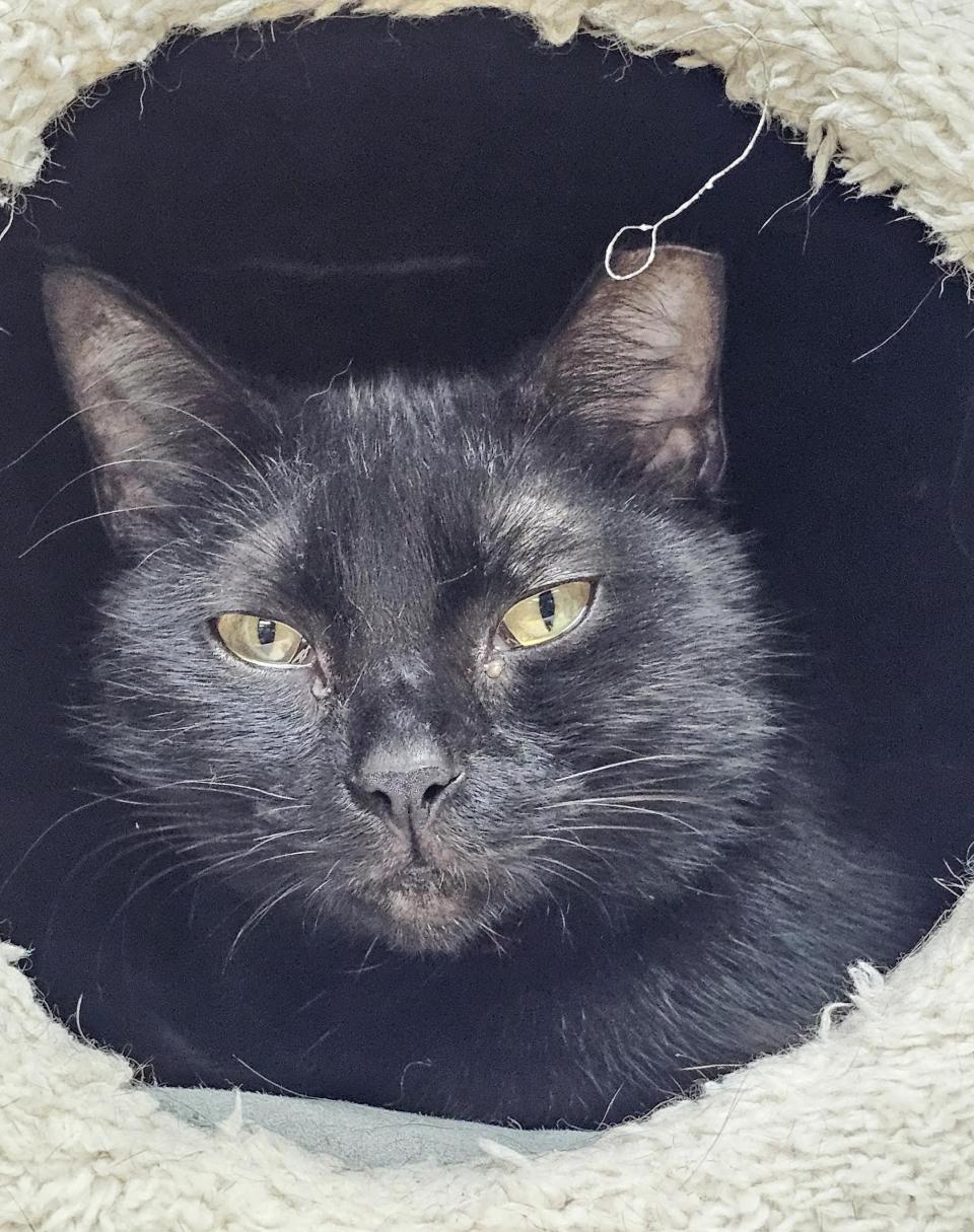 Souki is quite a talker and needs a listener. Souki came to SPCA Florida from Polk Animal Control. She can be shy, but once she’s comfortable she'll show affection and start a conversation with you. She is comfortable with other cats, and she loves her chicken.