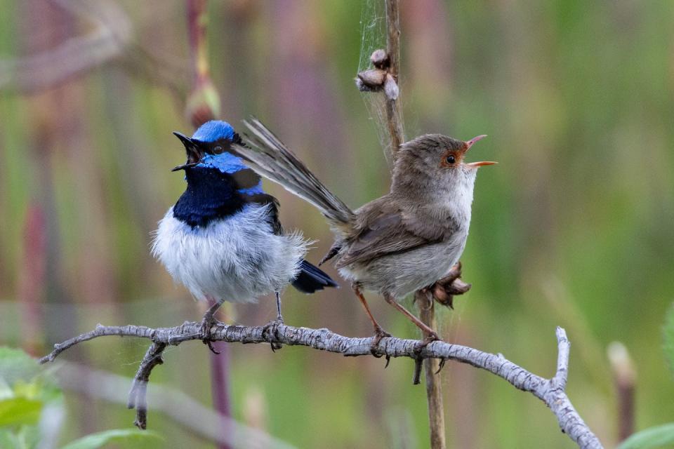 Male and female superb fairy-wrens singing. Kaspar Delhey.