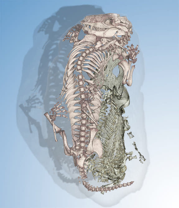 Using synchrotron imaging, scientists discovered an ancient "odd couple," shown here, with a mammal forerunner nestled with a primary aquatic amphibian in a burrow some 250 million years ago.