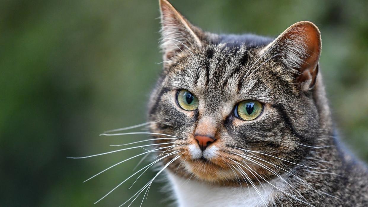 Haustiere wie Katzen spielen Experten zufolge gerade in Zeiten der sozialen Isolation eine große Rolle bei der Entspannung von Menschen.