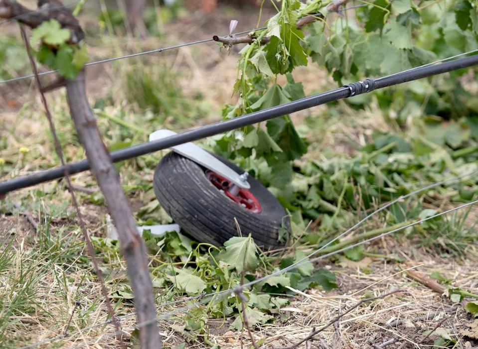 A piece of the landing gear lies among grape vines after a small plane crashed in the vineyard beside the private airport at Halter Ranch winery in the hills west of Paso Robles, California, on Saturday, June 8, 2024.