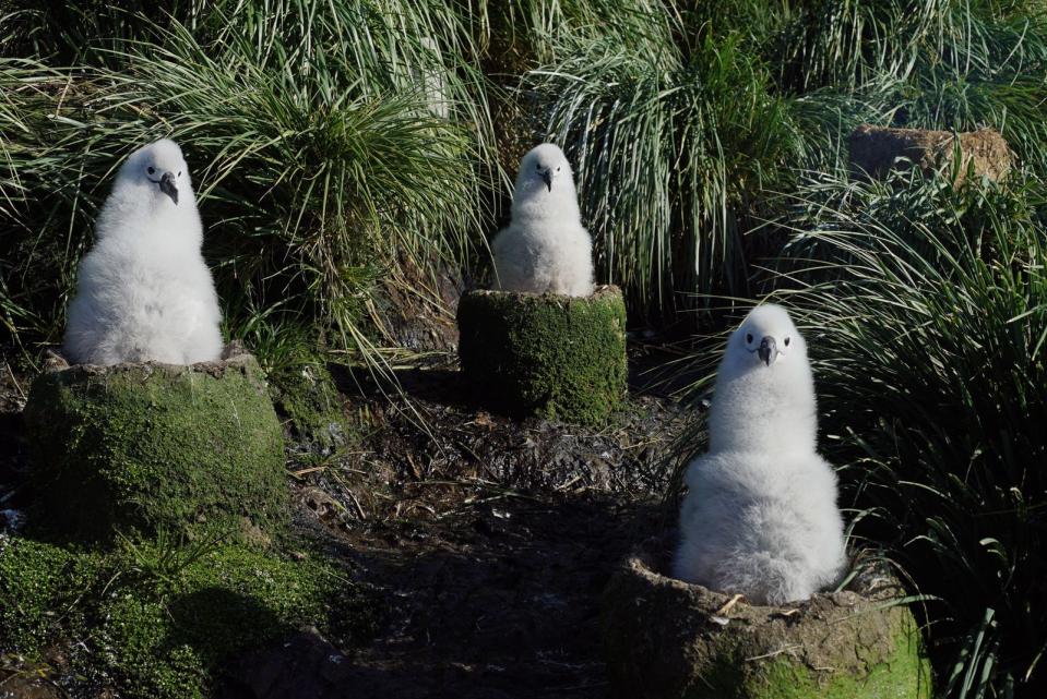 Ja nicht auf dem falschen Nest landen: Wenn die kleinen Küken des Graukopfalbatros nicht genau in dem Nest sind, an dem die Eltern sie zurückgelassen haben, können diese sie nicht mehr erkennen.