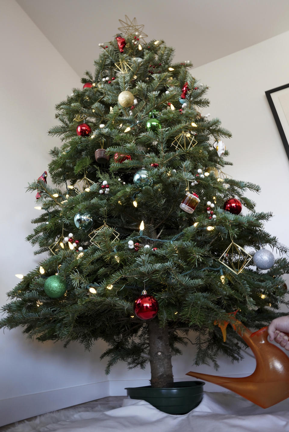 A decorated Christmas tree is watered at a home in Los Angeles on Monday, Dec. 5, 2022. Christmas trees must be kept watered and can later be recycled or used as bird habitat. (AP Photo/Paula Ulichney)