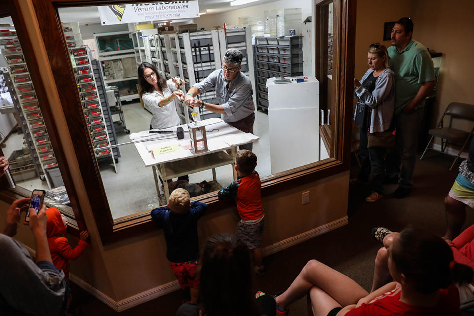 Carl Barden and Mara Roberts prepare a southern copperhead snake for venom extraction as a crowd watch behind a glass window at the Reptile Discovery Center in Deland, Fla. Aileen Perilla/The Penny Hoarder