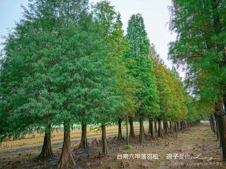 台南六甲落羽松森林秘境