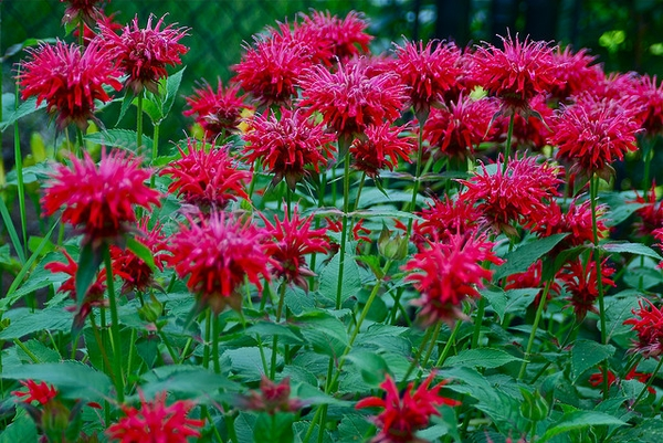 The Brunswick County Extension Master Gardeners Volunteer Association will be holding a Spruce-Up Your Containers Plant Sale.