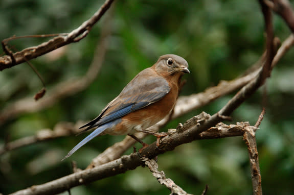 A female eastern bluebird, caught in a glance that gives it the uncanny look of being seriously irked.