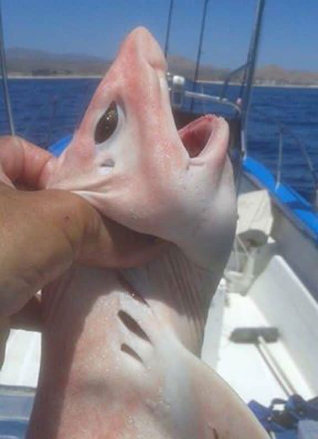 It's a white shark, just not a great white shark. Source: Facebook/https://www.facebook.com/piscessportfishingcabo/