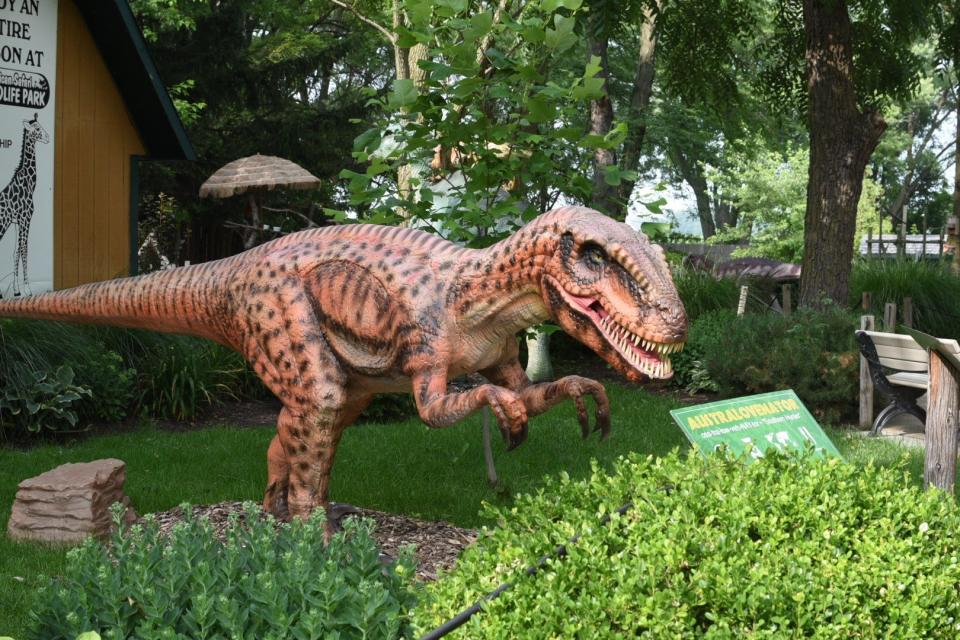This Australovenator is one of 20 realistic dinosaurs which have joined the Dinosaur Takeover at African Safari Wildlife Park.