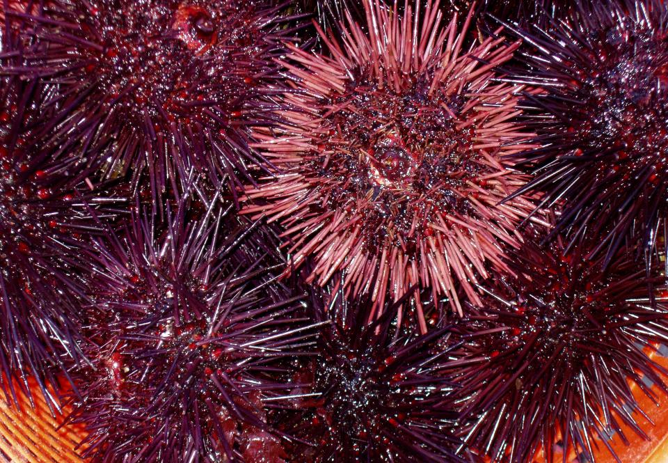 Not even sea urchins (pictured) can stop Houston’s Ed Oliver. (Getty)