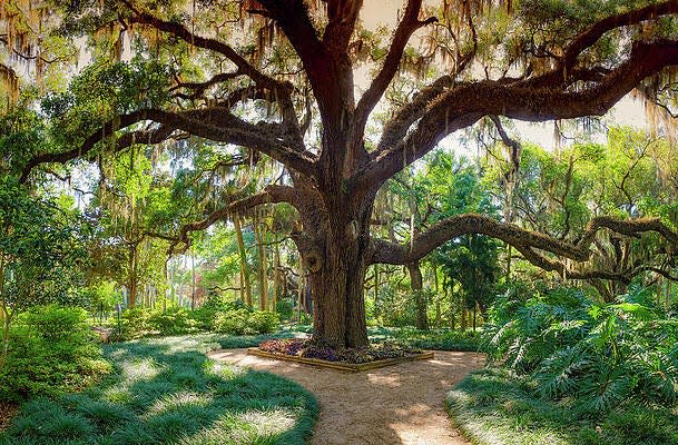 Start your First Friday activities with a guided tour through Washington Oaks Gardens State Park's formal gardens.