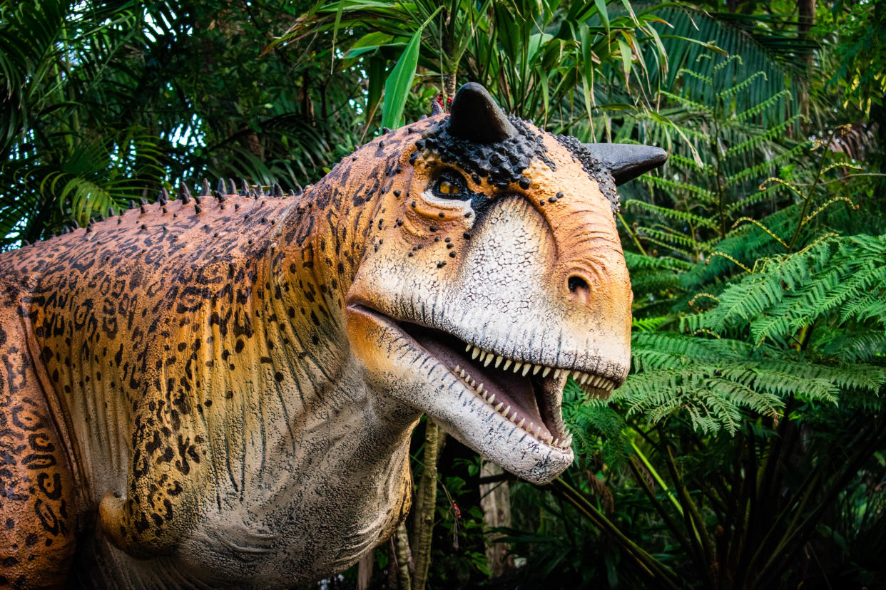 The Milwaukee County Zoo will have a Dinosaur Discovery exhibit this summer, with animatronic dinosaurs such as this Carnotaurus, provided by Billings Productions.