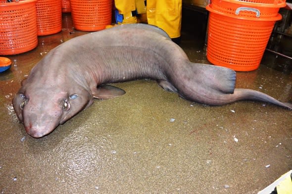 Rare 'sofa shark' caught off coast of Scotland