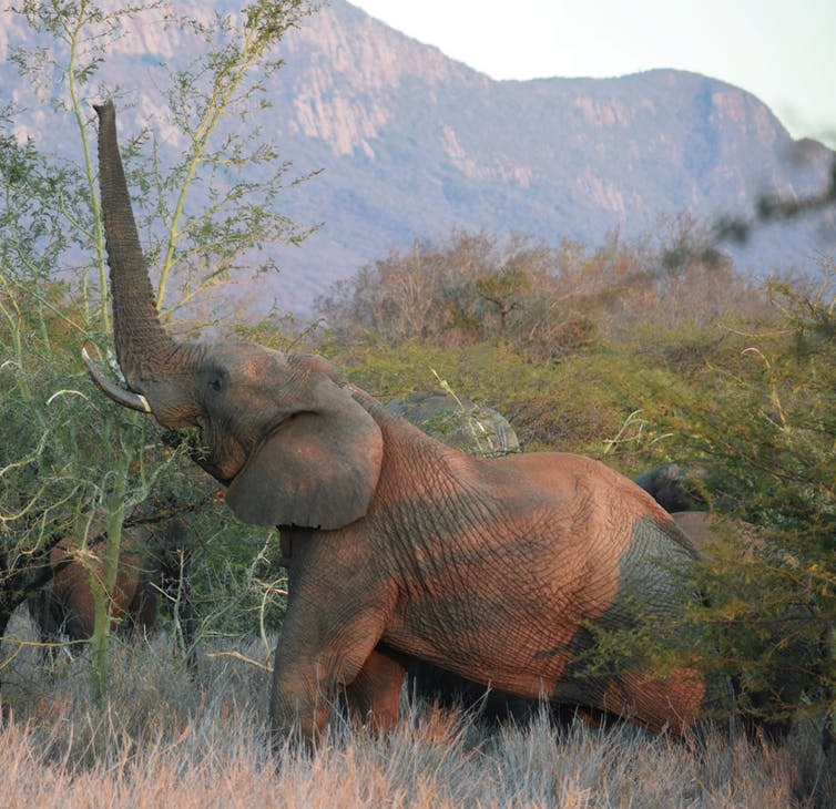 <span class="caption">Elephant feeding on a fever tree (<em>Acacia xanthophloea</em>) – a tree species heavily impacted by high elephant densities.</span> <span class="attribution"><span class="source">Vicky Boult</span>, <span class="license">Author provided</span></span>