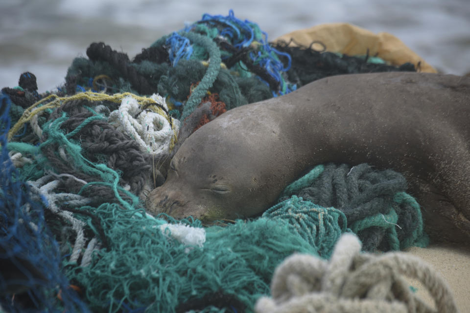 In this April 5, 2021 photo provided by Matthew Chauvin, a juvenile Hawaiian monk seal rests on top of a pile of ghost nets on the windward shores of Laysan Island in the Northwestern Hawaiian Islands. A crew has returned from the remote Northwestern Hawaiian Islands with a boatload of marine plastic and abandoned fishing nets that threaten to entangle endangered Hawaiian monk seals and other marine animals on the tiny, uninhabited beaches stretching for more than 1,300 miles north of Honolulu. (Matthew Chauvin, Papahānaumokuākea Marine Debris Project via AP — NOAA/NMFS Permit No. 22677)