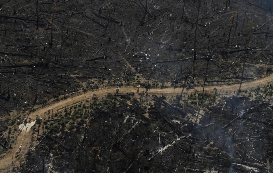 File photo of an area of the Amazon rainforest which was burned to clear land for cattle pasture near Novo Progresso