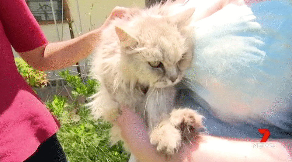 Rosie was surrendered to Blacktown Rehoming Facility by the family of a man who passed away. Photo: 7 News