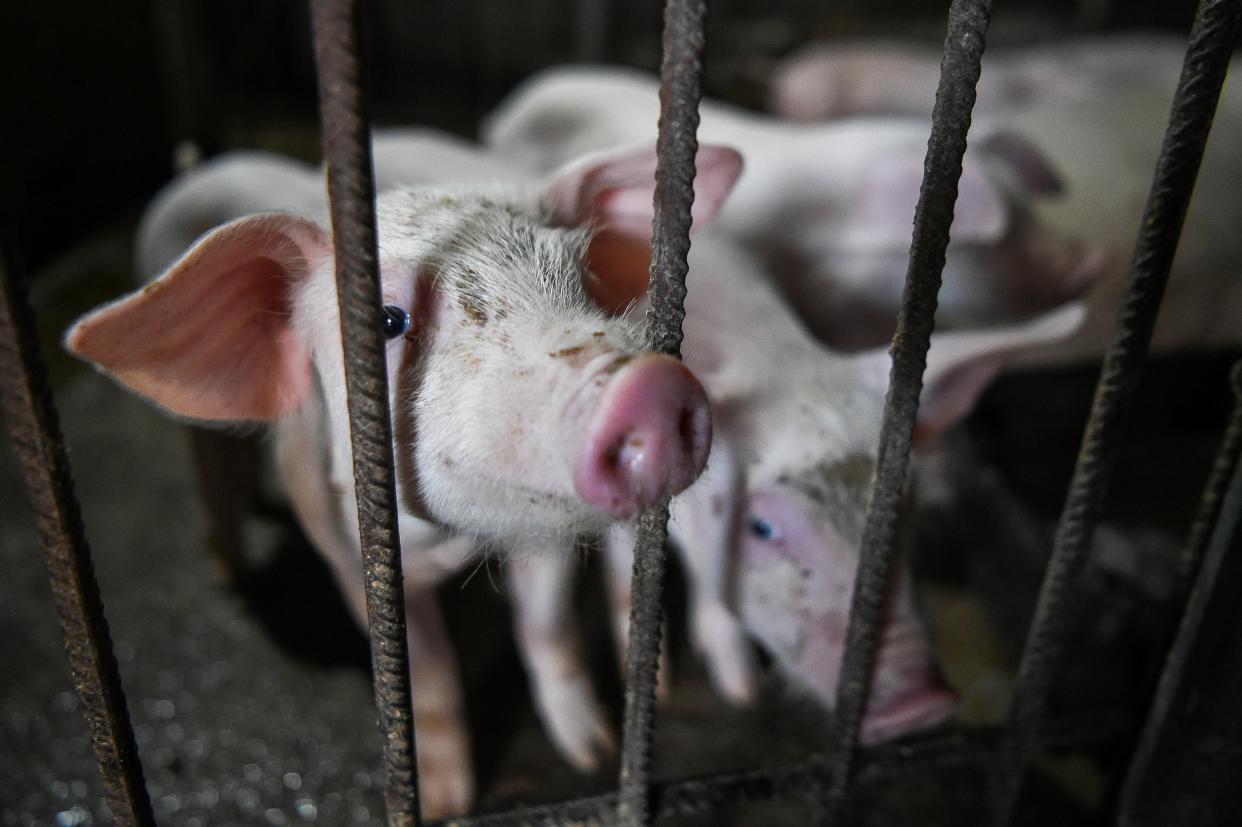 This picture taken on September 3, 2019 shows a pig in a private farm in the village of Bezmer, southeastern Bulgaria. - When Vanya Dimitrova received the Bulgarian veterinary services' notice to kill her pigs because of African swine fever, she was shocked. No outbreaks of the disease -- which is menacing countries around the world, including China and swaths of Europe -- have been recorded in her area. While authorities say backyard farming is allowing the epidemic to spread, villagers are angry about orders to kill their pigs around outbreak sites and in Bulgaria, even around uninfected industrial farms. In Bulgaria, as well as in neighbouring Romania, hundreds of thousands of pigs have been culled in recent months, wiping out almost 10 percent of the poor EU members' industries. (Photo by NIKOLAY DOYCHINOV / AFP)        (Photo credit should read NIKOLAY DOYCHINOV/AFP/Getty Images)