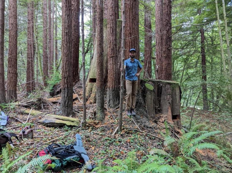 Researcher Nick Cunneta stands near redwood stumps in San Andreas Fault.