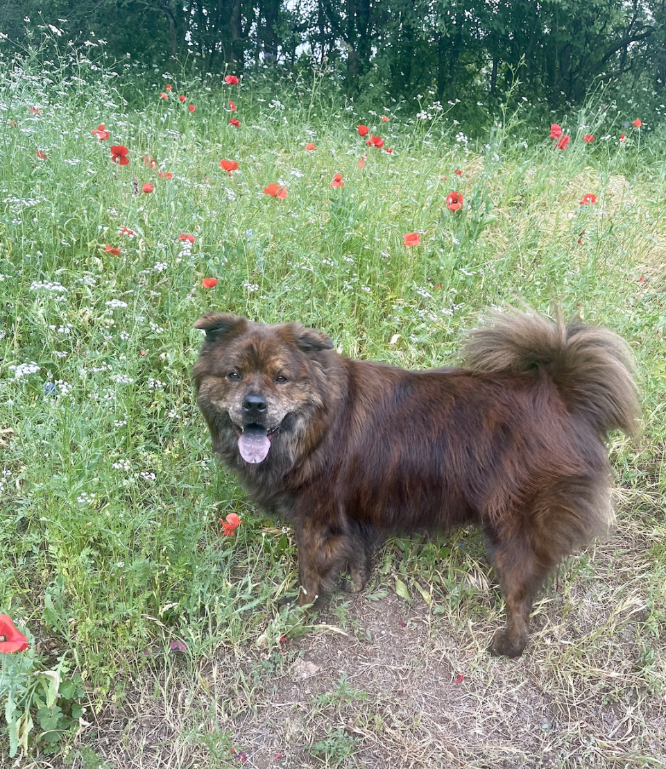 A dog stands in a field filled with wildflowers, looking at the camera with its tongue out. Trees are visible in the background