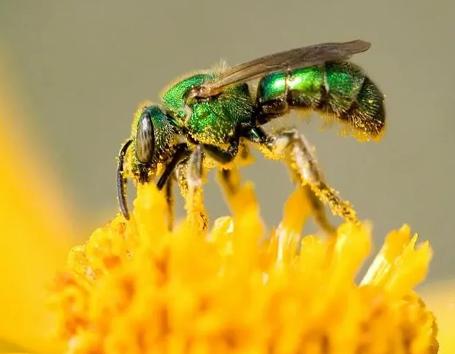 There are many species of sweat bees. Some are solitary, but some show different levels of social behavior. They're named because many are attracted to perspiration, for its moisture and salts.