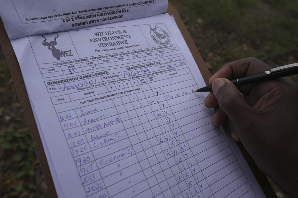 A game counter jots down notes on animals spotted during a game count in Gonarezhou National Park, Sunday, Oct. 29, 2023. In Zimbabwe, recent rains are bringing relief to Gonarezhou, the country's second biggest national park. But elsewhere in the wildlife –rich country, authorities say climate change-induced drought and erratic weather events are leading to the loss of plants and animals. (AP Photo/Tsvangirayi Mukwazhi)