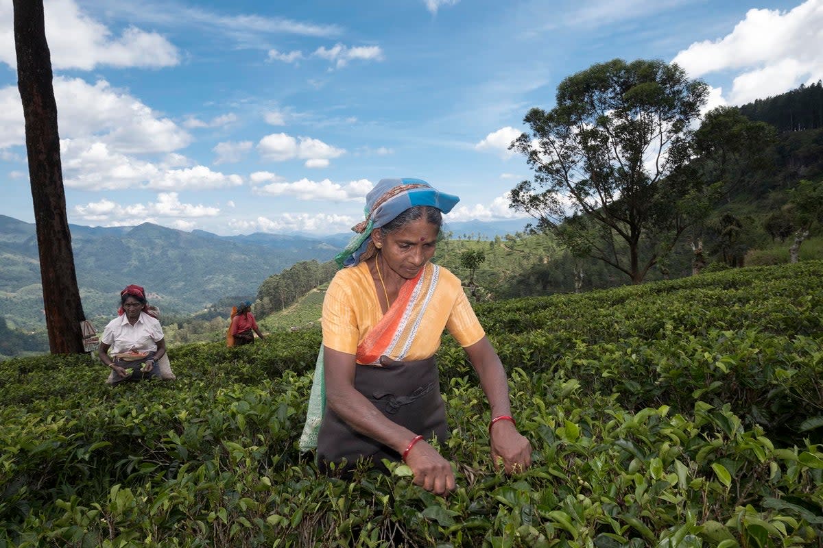 Taste the culture: a tea plantation in Sri Lanka (Alex Robinson)