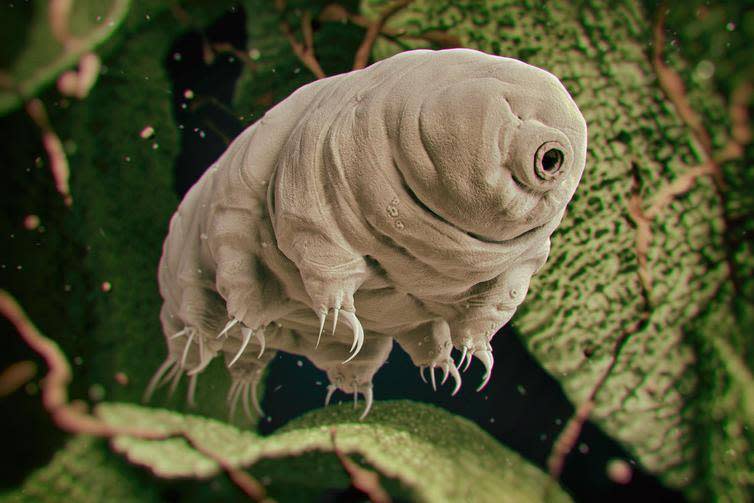 Some organisms from Earth, like tardigrades, are known to be able to survive in space: Shutterstock