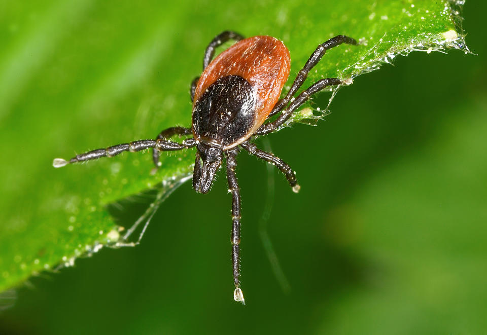 Vor Zecken und ihren Bissen sollte man sich nach Möglichkeit schützen - zukünftig womöglich nicht nur wegen Borreliose und FSME (Bild: Getty Images)