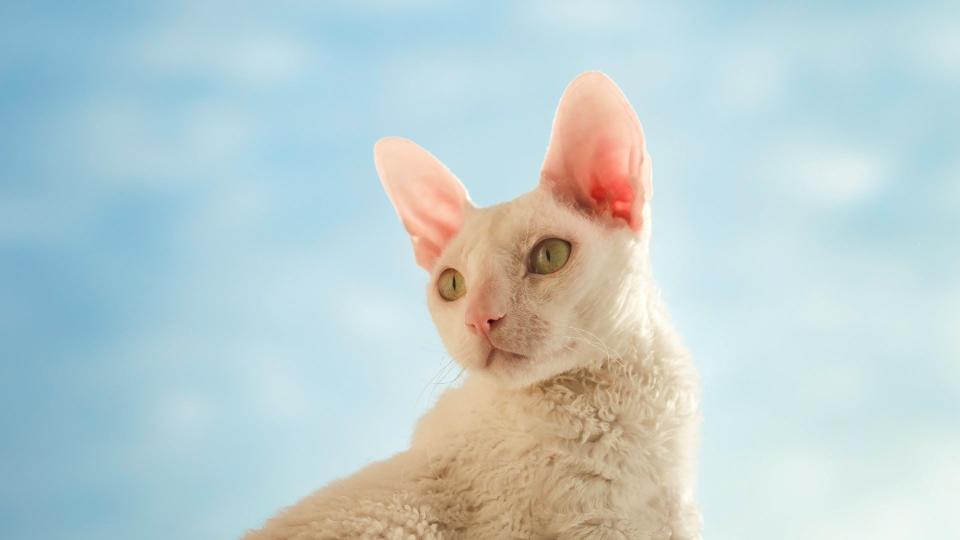 Cornish rex