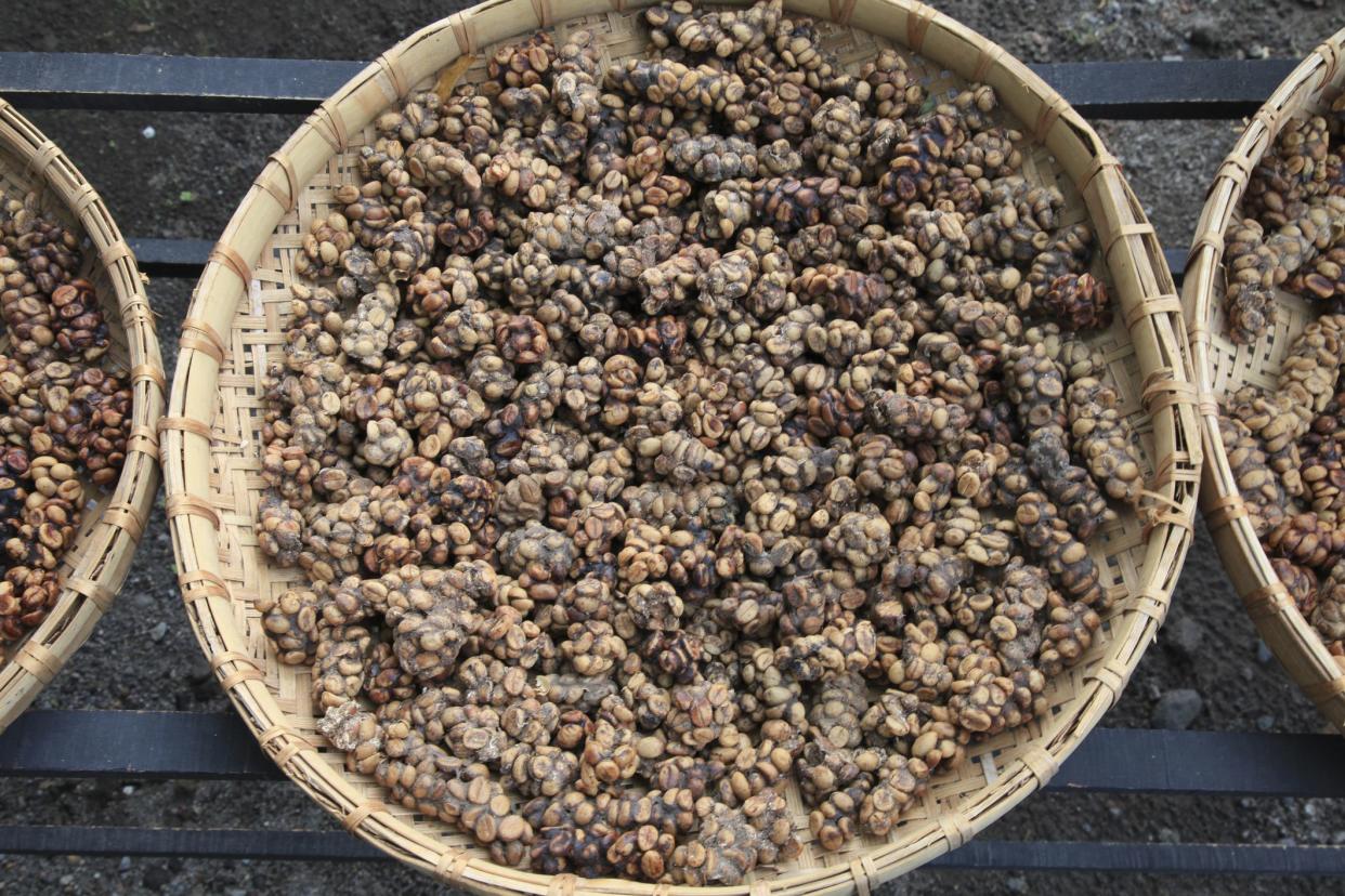 Close-up of Luwak Coffee beans in basket, Central Java, Java, Indonesia.