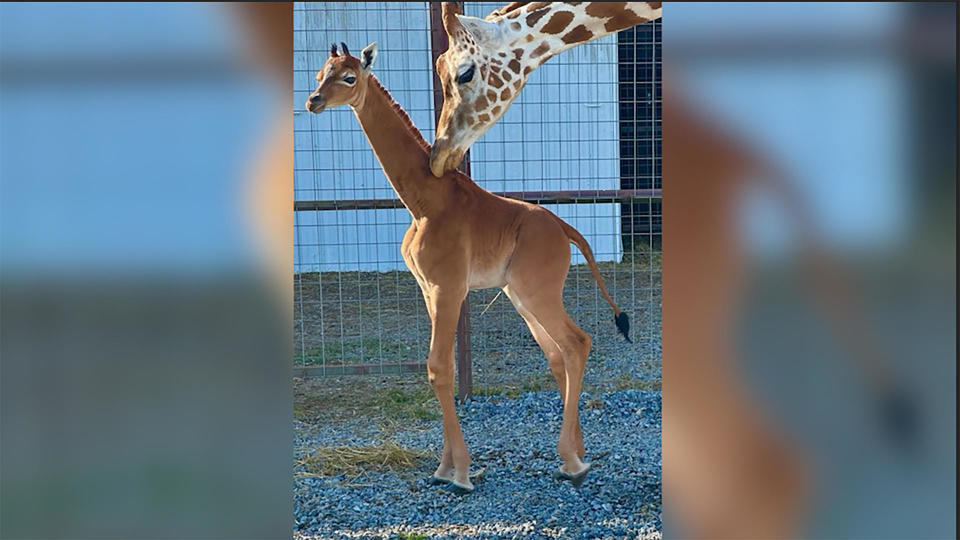 Brights Zoo in Tennessee says it welcomed a rare spotless giraffe in July. After asking public to vote, the baby as named Kipekee, which means 