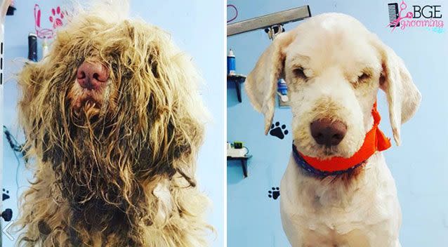 The groomers said the dog's hair had to be cut because he was suffering. Source: Facebook