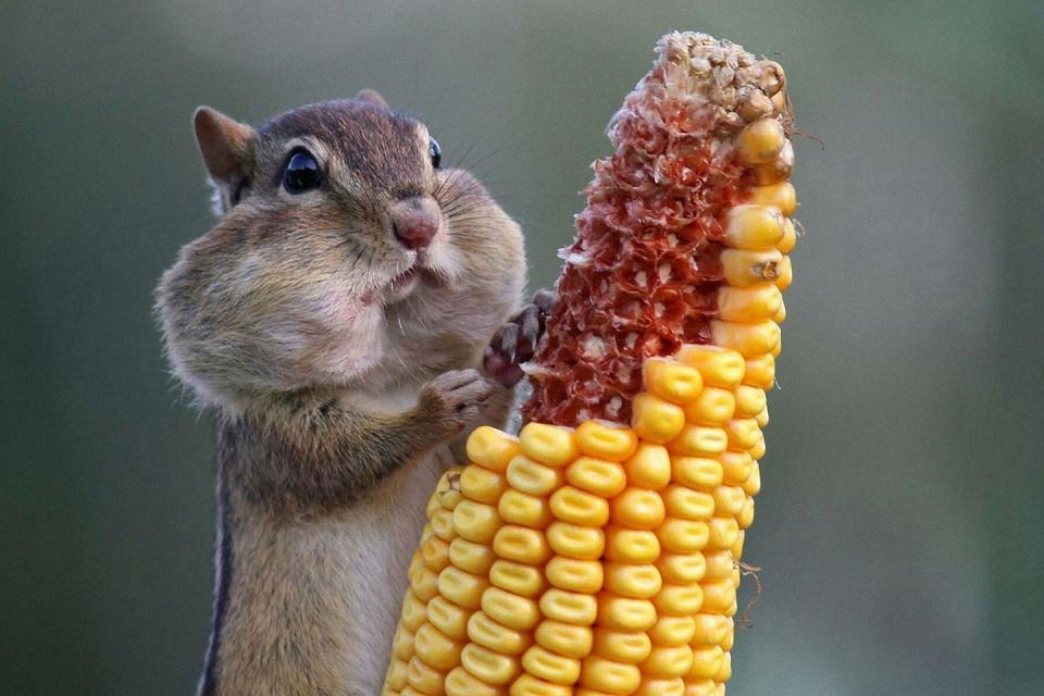 We Found the Funniest Animal Photos on the Internet to Make You Laugh