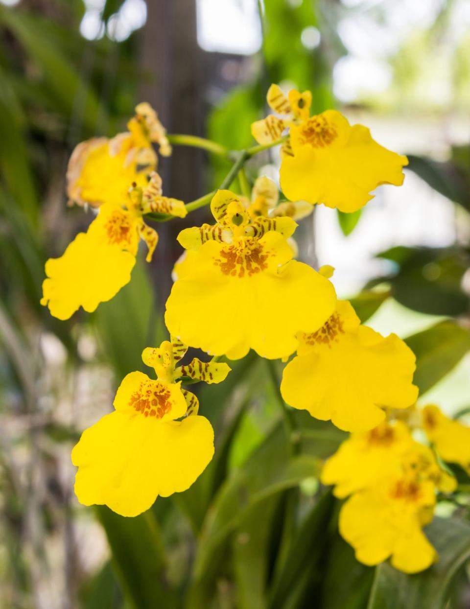 yellow oncidium orchids