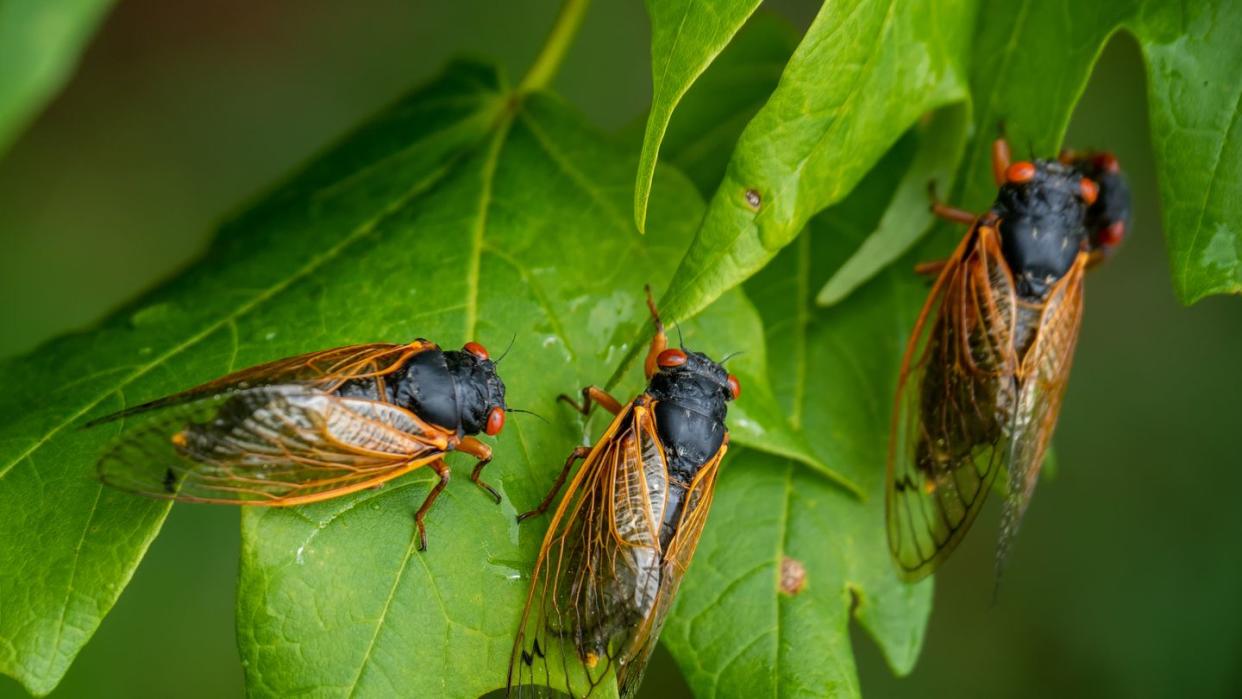 are cicadas dangerous