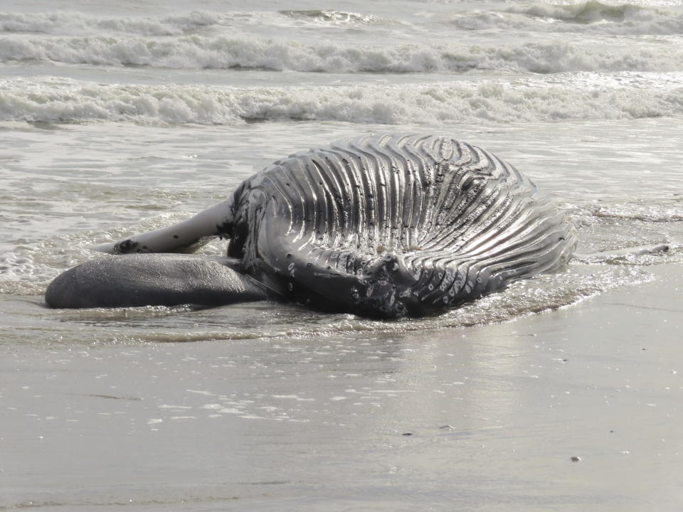 FILE - A dead humpback whale lies in the surf in Brigantine N.J., on Jan. 13, 2023. Environmental groups held a news conference Tuesday, Jan 17, 2023, in neighboring Atlantic City to support offshore wind power development and decry what they call the false narrative that offshore wind site preparation work is responsible for seven whale deaths in New Jersey and New York in little over a month. (AP Photo/Wayne Parry)