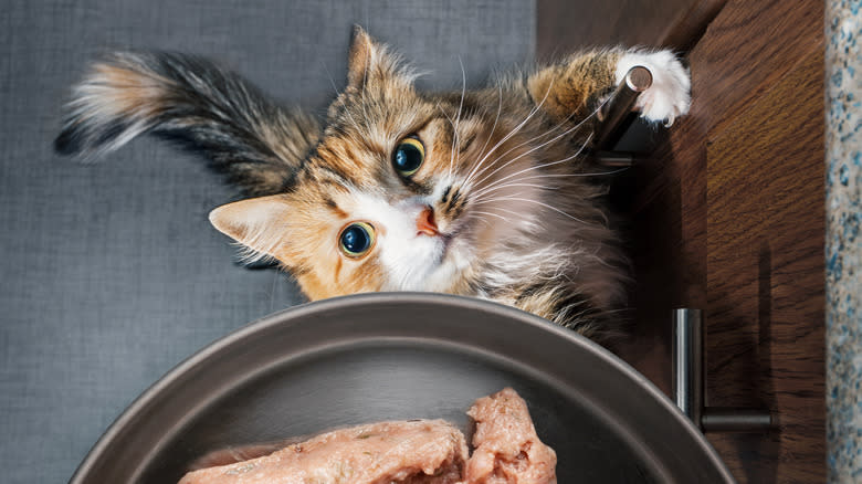 cat grabbing for plate of meat