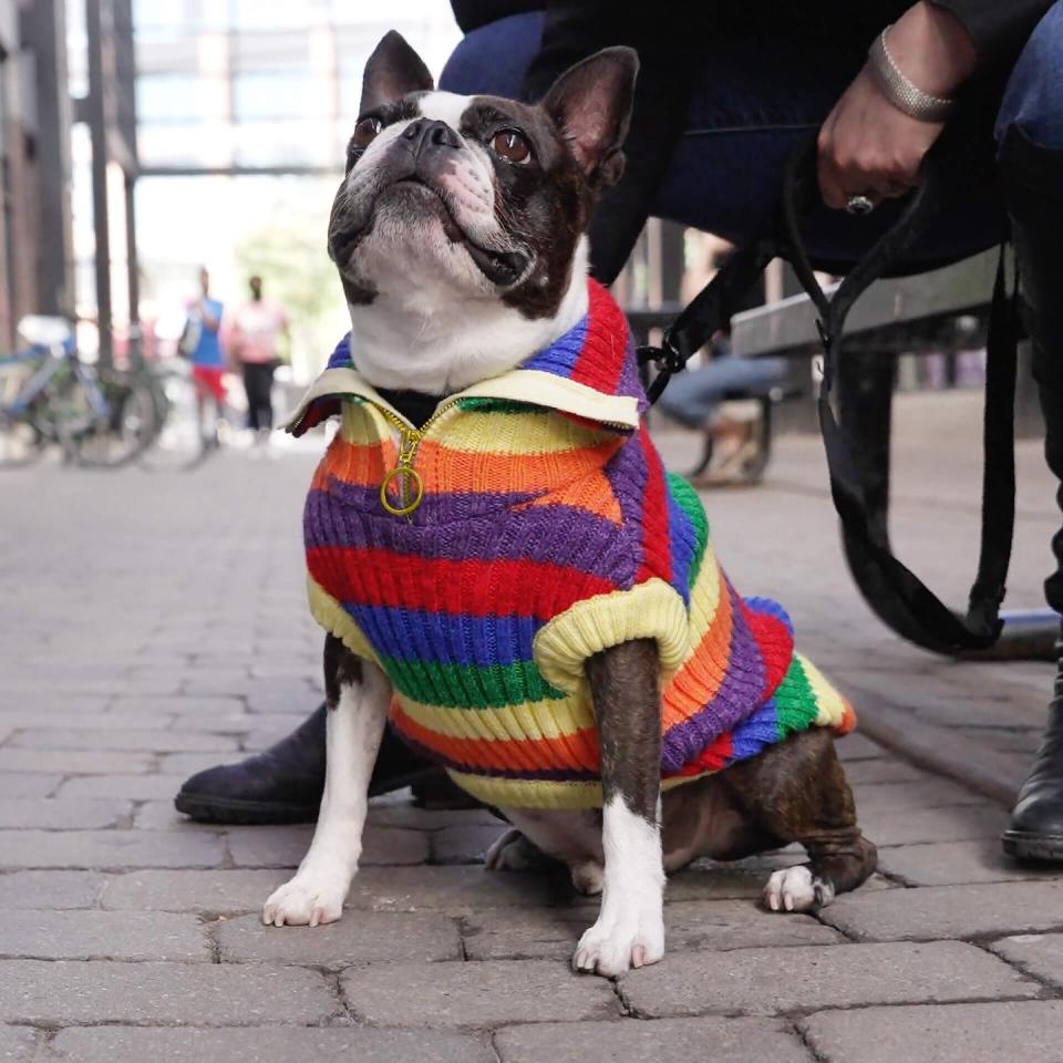 Canada pooch, over the rainbow, rainbow dog sweater, small dog sweater