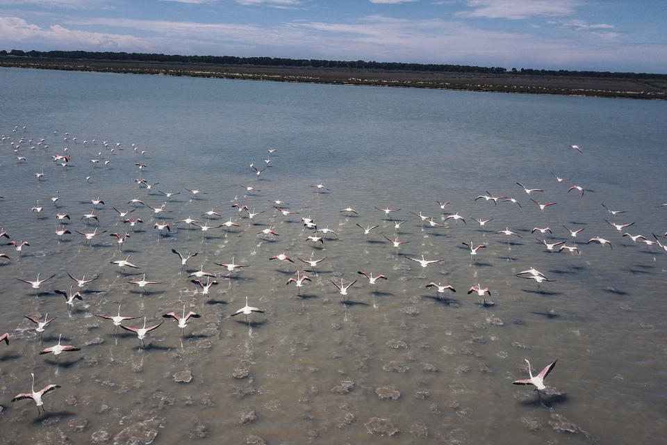 In this Saturday May 2, 2020 photo flamingos fly in Narta Lagoon, about 140 kilometers (90 miles) southwest of the Albanian capital of Tirana. Home confinement rules have angered and anguished some people in Albania, but humans getting their wings clipped during the coronavirus pandemic is allowing flamingos and other birds to flourish in a coastal lagoon by the Adriatic Sea. (AP Photo/Hektor Pustina)