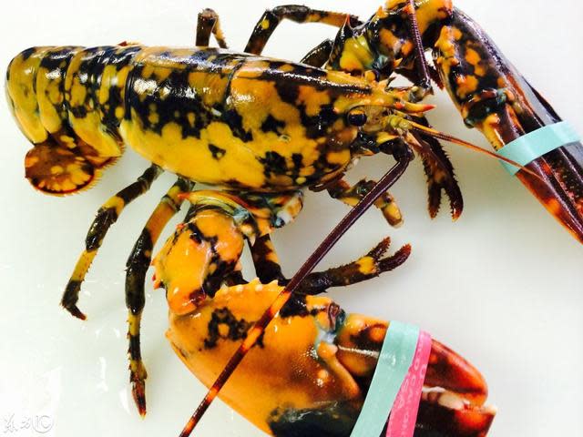 在知名連鎖海鮮餐廳Red Lobster發現藍紋龍蝦   取自kknew