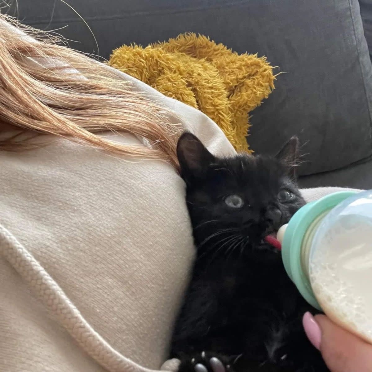 The tiny kitten tried to bite the fingers of traffic officer Gavin Buffam as it was being rescued from the central reservation of the M18 (Andy Binns)