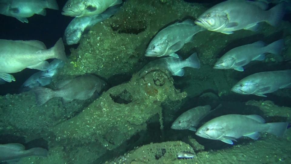 Groupers and a conger eel, bottom center, on the wreck of the German submarine U-576 off the coast of North Carolina. <a href="https://oceanexplorer.noaa.gov/explorations/16battlefield/logs/sept7/sept7.html" rel="nofollow noopener" target="_blank" data-ylk="slk:NOAA;elm:context_link;itc:0;sec:content-canvas" class="link ">NOAA</a>