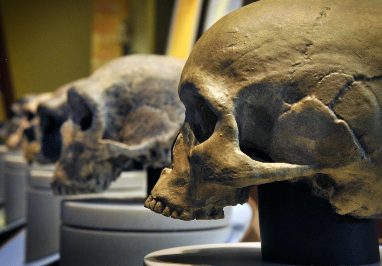 Hundreds of thousands of years ago, our *Homo sapiens* ancestors shared the landscape with multiple other hominins. <a href="https://www.gettyimages.com/detail/news-photo/the-exhibit-hall-includes-more-than-75-skulls-including-two-news-photo/129710842" rel="nofollow noopener" target="_blank" data-ylk="slk:The Washington Post via Getty Images;elm:context_link;itc:0;sec:content-canvas" class="link ">The Washington Post via Getty Images</a>