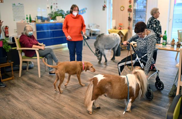 En images : Pumuckel, le plus petit poney du monde fait fondre l'Allemagne