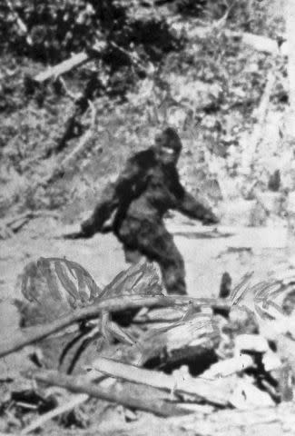 <p>Bettmann/Getty</p> An alleged photo of Bigfoot